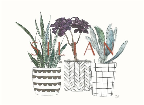 Spiny Desert Plants IV
