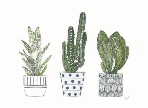 Spiny Desert Plants III