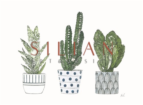 Spiny Desert Plants III