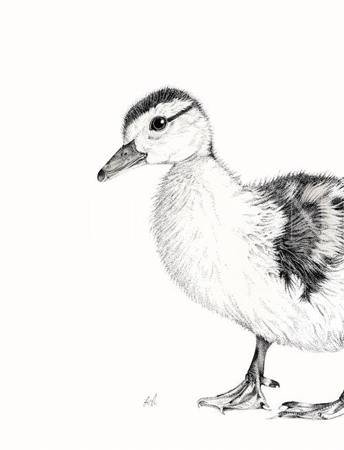B & W Animal Portrait VI