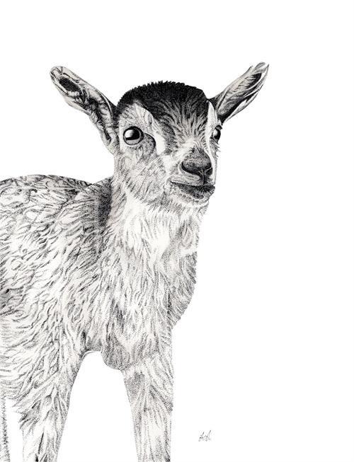B & W Animal Portrait III
