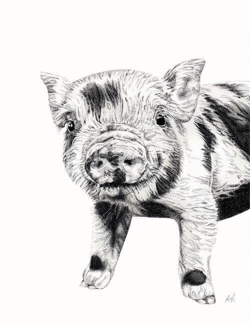 B & W Animal Portrait II