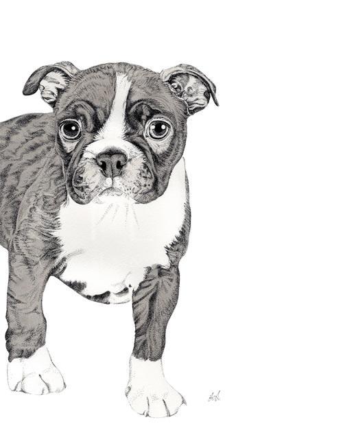 B & W Animal Portrait V