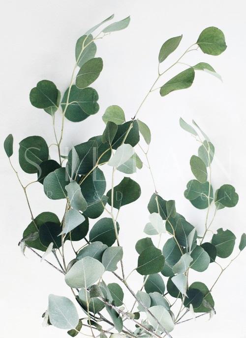 Watermark Foliage I
