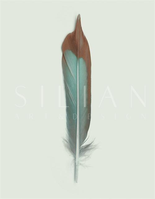Soft Feathers II