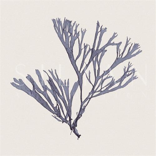 靛蓝珊瑚 II