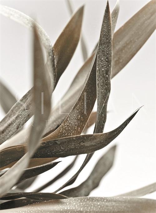 Watermark Foliage VI