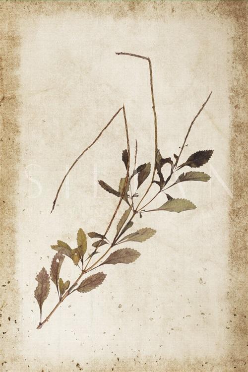 Vintage Plant Study XII