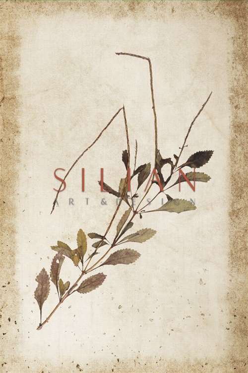 Vintage Plant Study XII