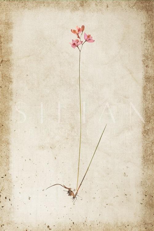 Vintage Plant Study XVI