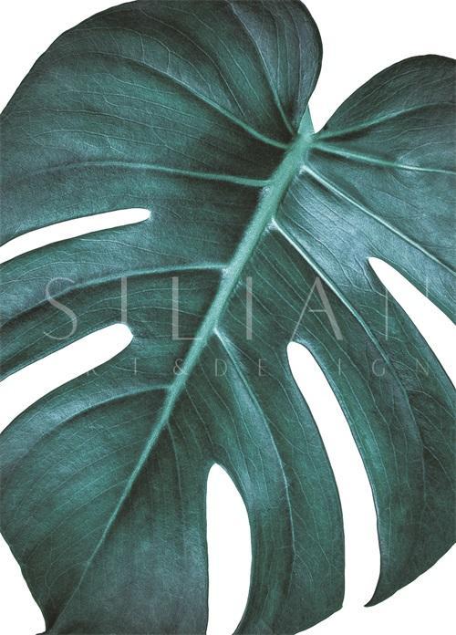 Monstera I