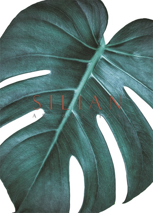Monstera I