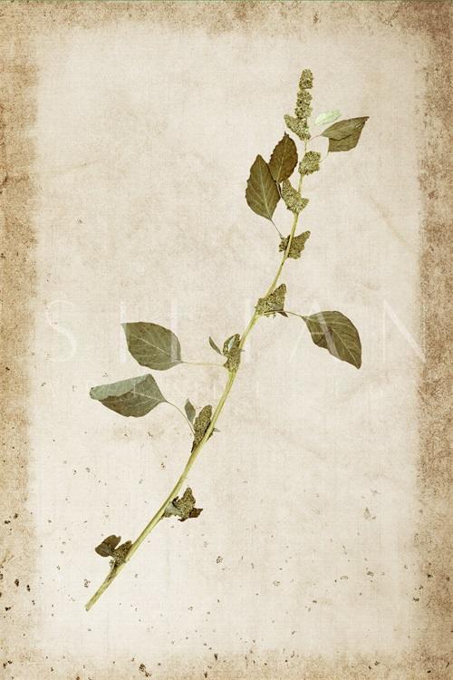 Vintage Plant Study IV