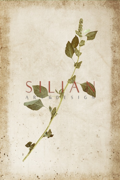 Vintage Plant Study IV