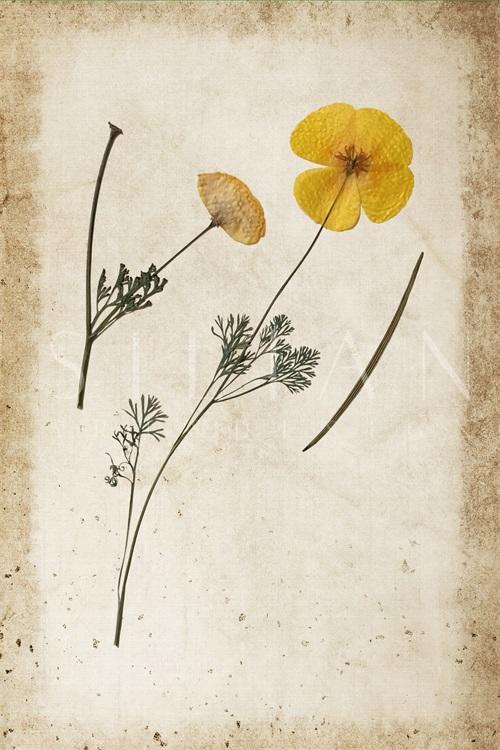 Vintage Plant Study XIII