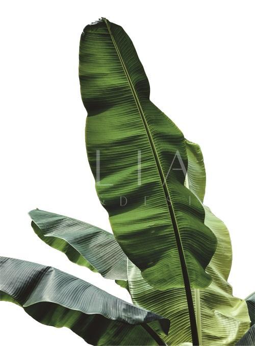 Banana Leaves III