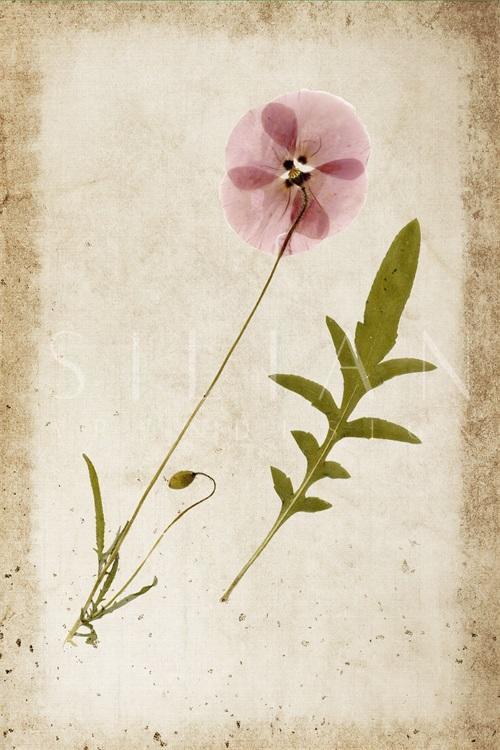 Vintage Plant Study VII