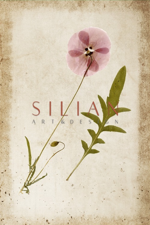 Vintage Plant Study VII