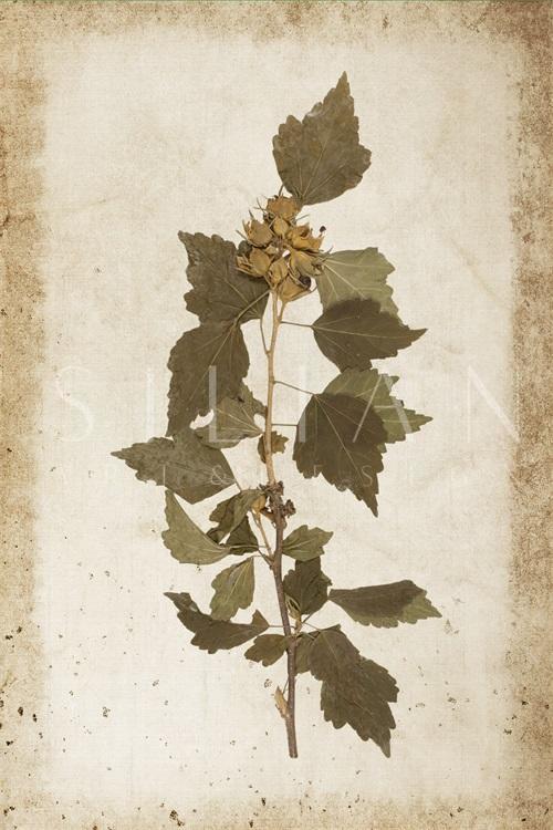 Vintage Plant Study VI