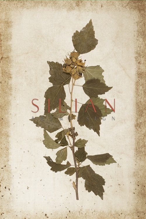 Vintage Plant Study VI
