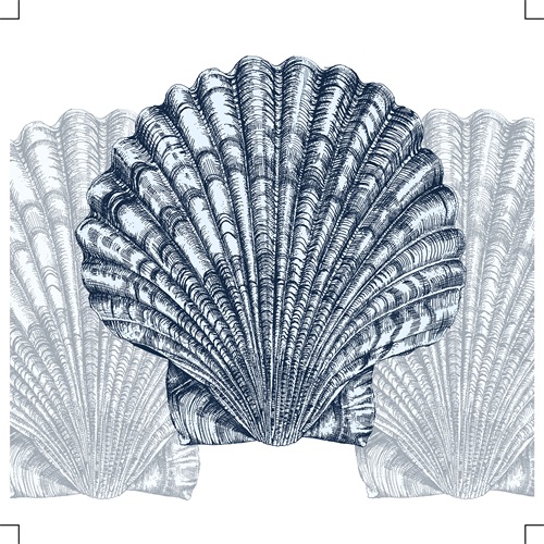 Shell Display II