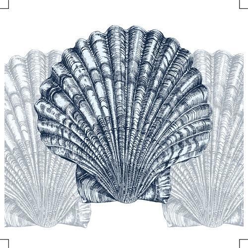 Shell Display II