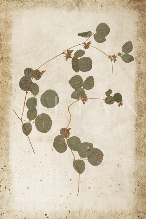 Vintage Plant Study IX