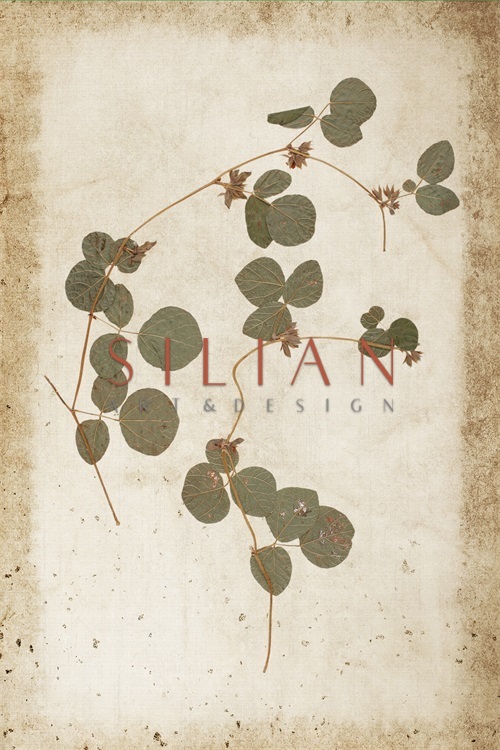 Vintage Plant Study IX