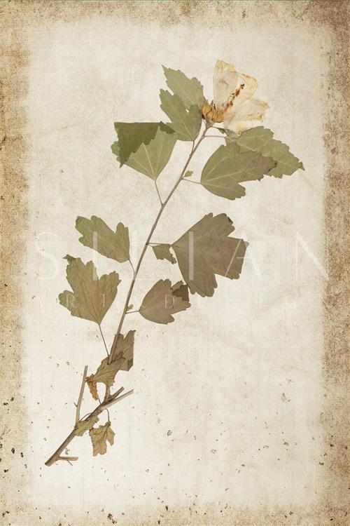 Vintage Plant Study XV