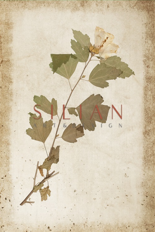 Vintage Plant Study XV