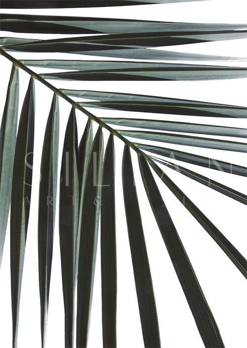Coconut Leaves II