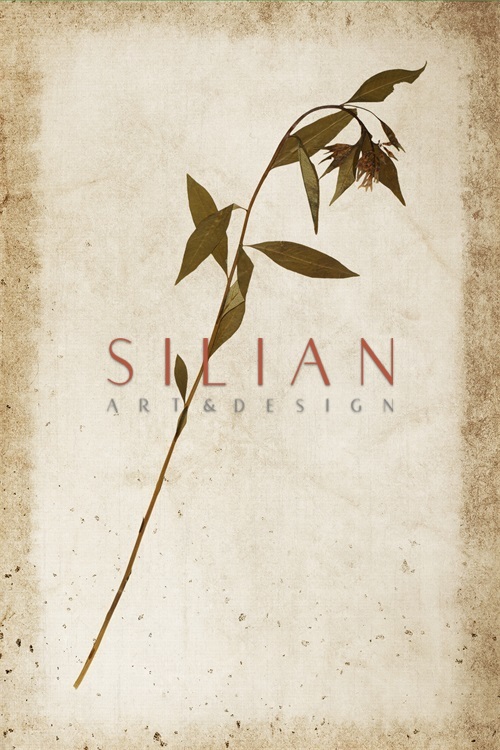 Vintage Plant Study X