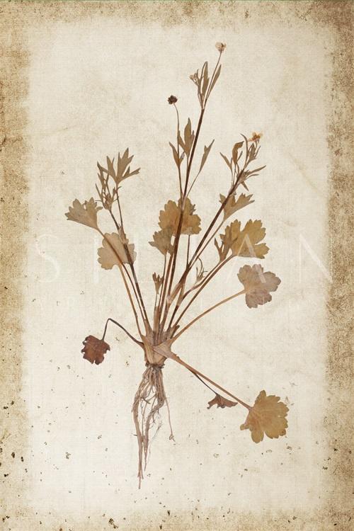 Vintage Plant Study XIV