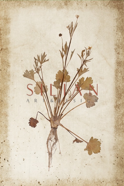 Vintage Plant Study XIV