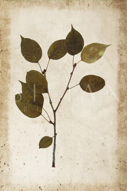 Vintage Plant Study III