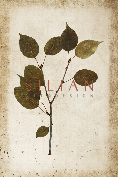 Vintage Plant Study III