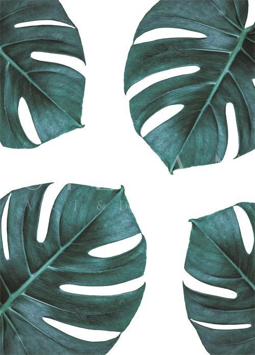 Monstera II