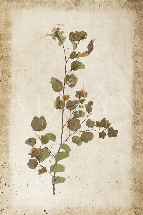 Vintage Plant Study XI
