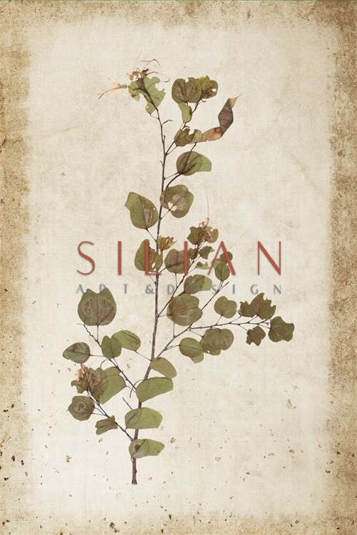 Vintage Plant Study XI