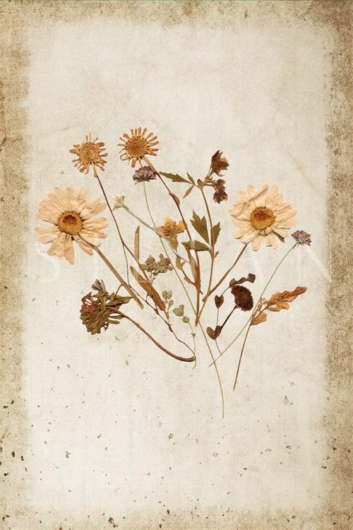 Vintage Plant Study V