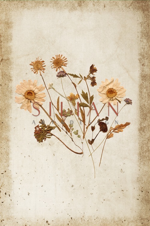 Vintage Plant Study V
