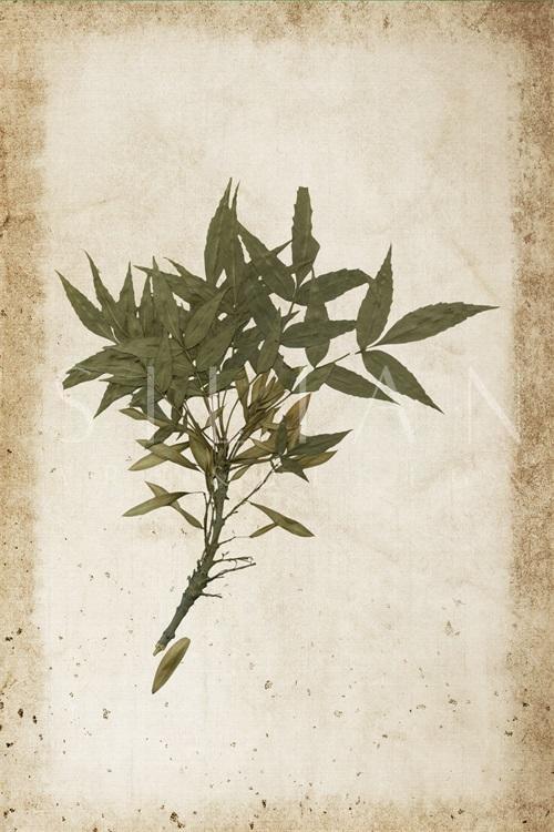 Vintage Plant Study I