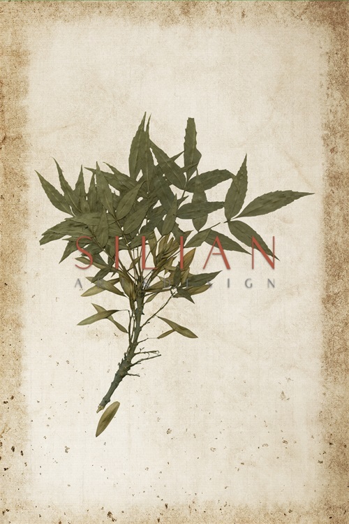 Vintage Plant Study I