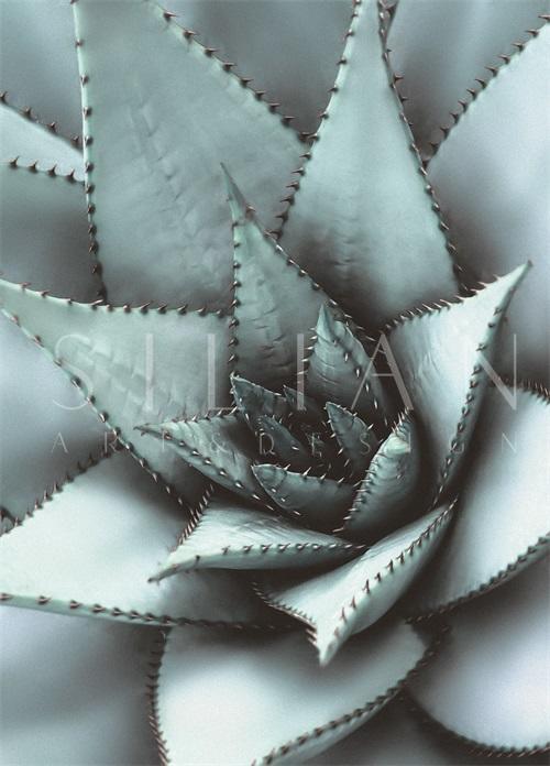 Succulent Plants