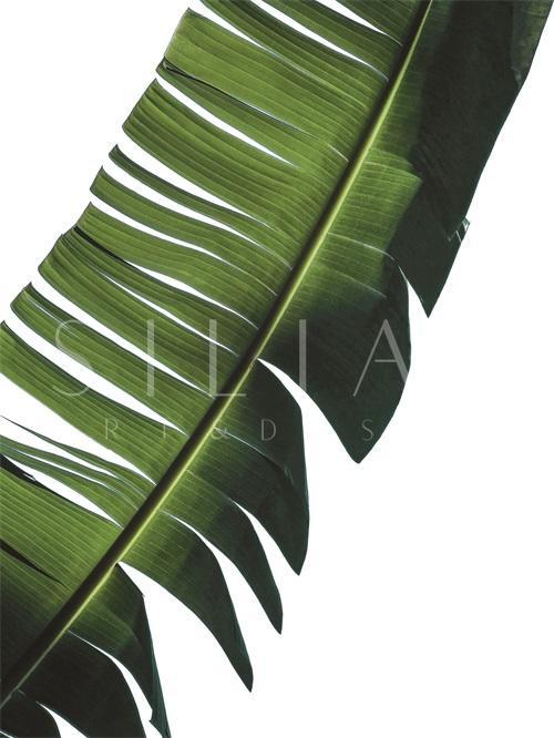 Banana Leaves I