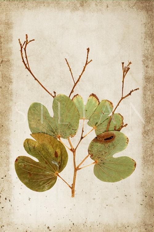 Vintage Plant Study II