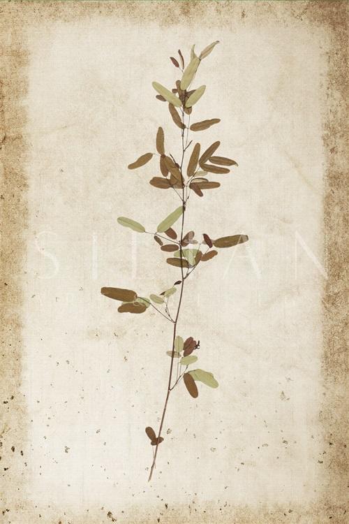Vintage Plant Study VIII