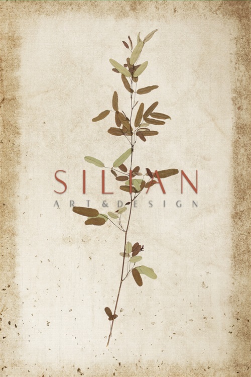 Vintage Plant Study VIII