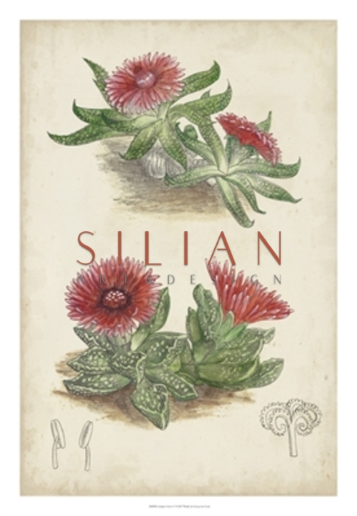 Antique Cactus V