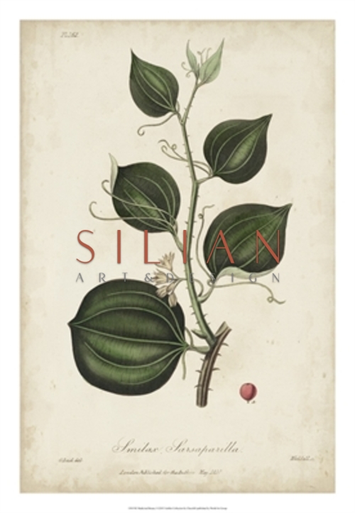 Medicinal Botany I